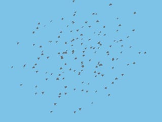 Flocking Birds — component · framer